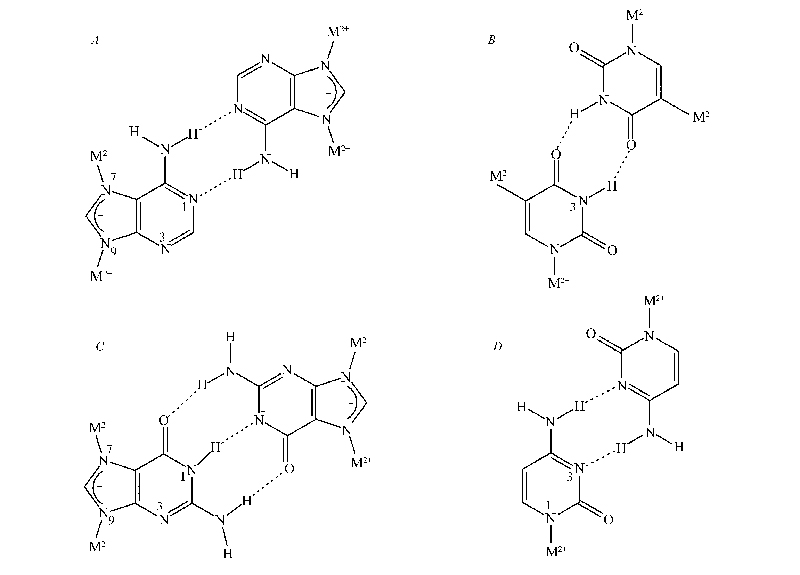 核酸碱基桥连配体对金属-生物分子框架配合物(mbiofs