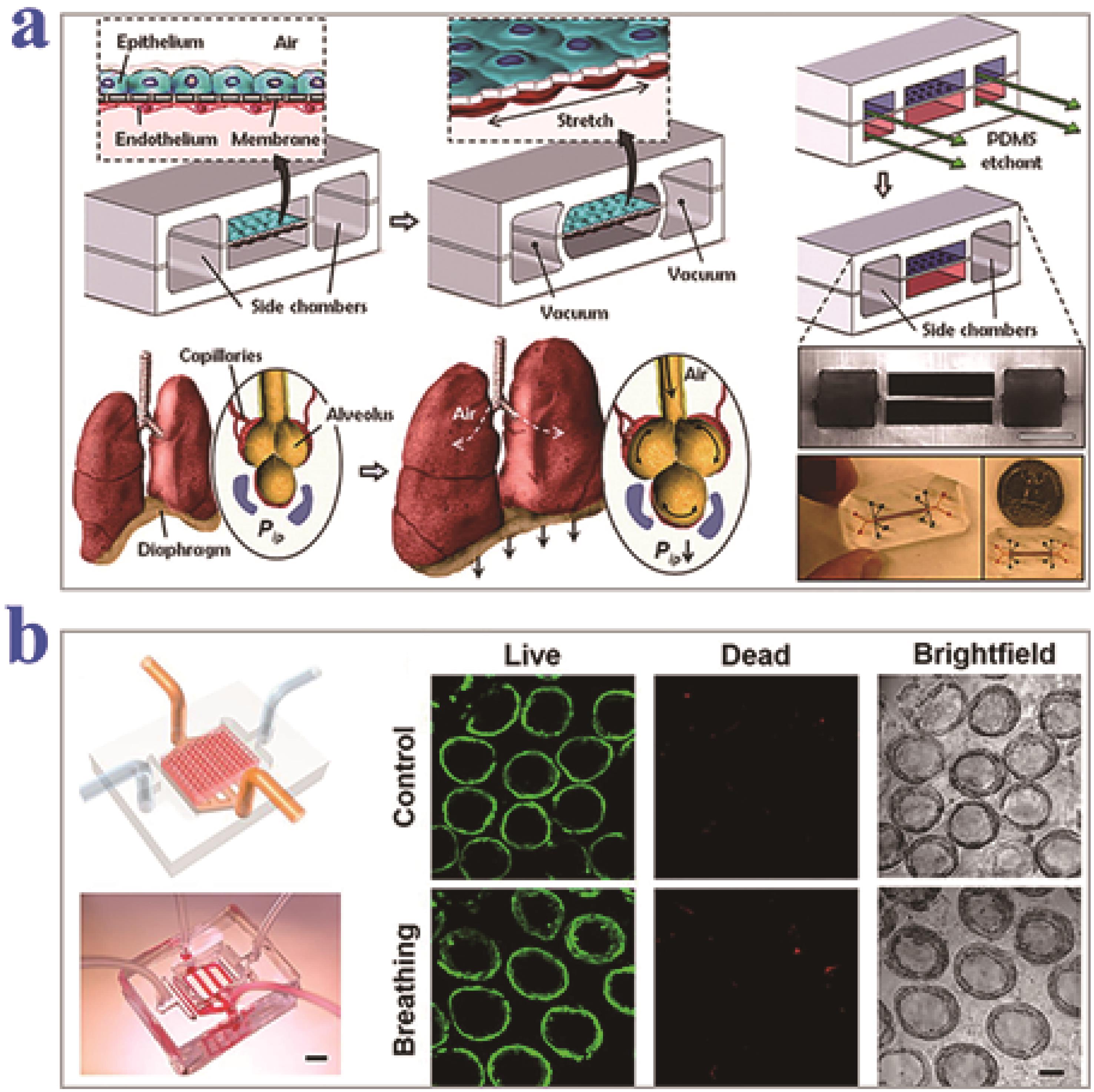 Human 'organs-on-chips' could accelerate personalized medicine ...